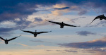 Canadian Geese In Flight